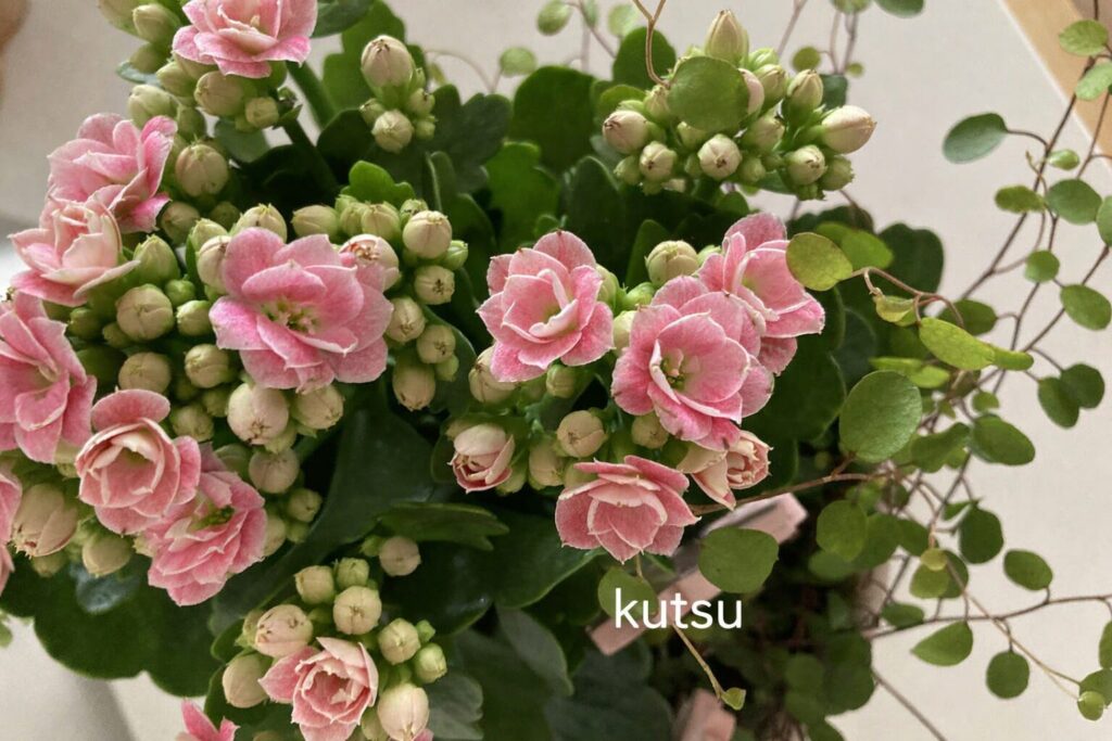 Oulun Sydänyhdistys Ry