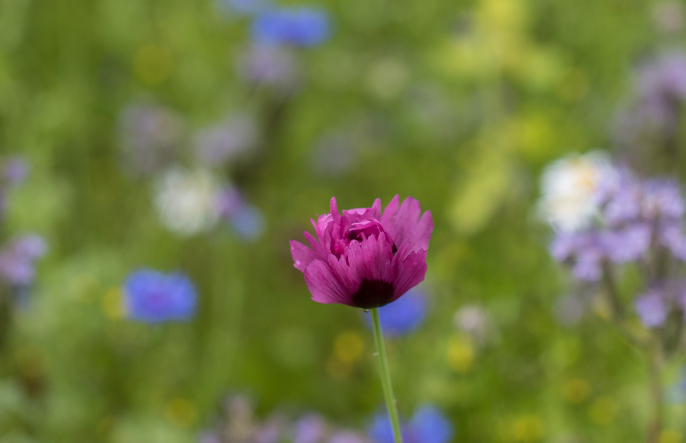 Sydän- Ja Keuhkosiirrokkaat- Syke Ry